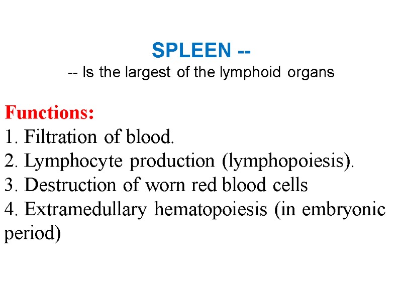 SPLEEN -- -- Is the largest of the lymphoid organs  Functions: 1. Filtration